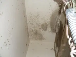 Mold in the Air Conditioning Closet