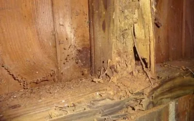 Termite Inspection: 6 Vital Places You Shouldn’t Overlook