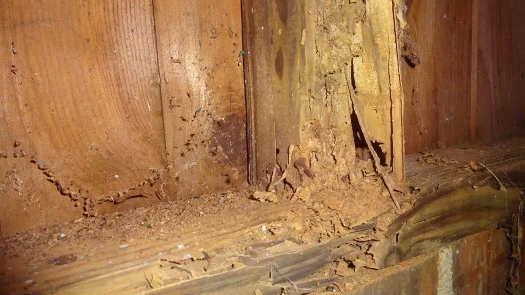 Termite Inspection: 6 Vital Places You Shouldn’t Overlook